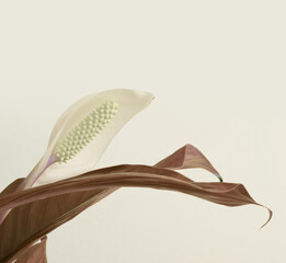 Spathiphyllum flower bud with brown leaf of biege copy space background.