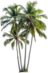 Obraz premium Three palm trees standing against a plain white background, suitable for designs or illustrations