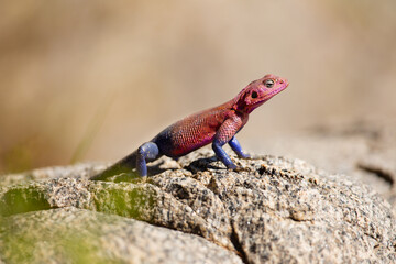 Colorful lizard basking on rocks in Tanzania's natural habitat during safari