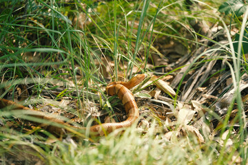 Venomous pit viper shows copperhead snake in Texas summer grass outdoors.