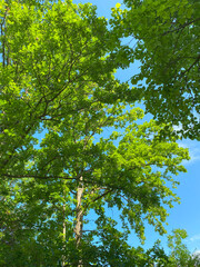 Fototapeta premium green leaves and sky