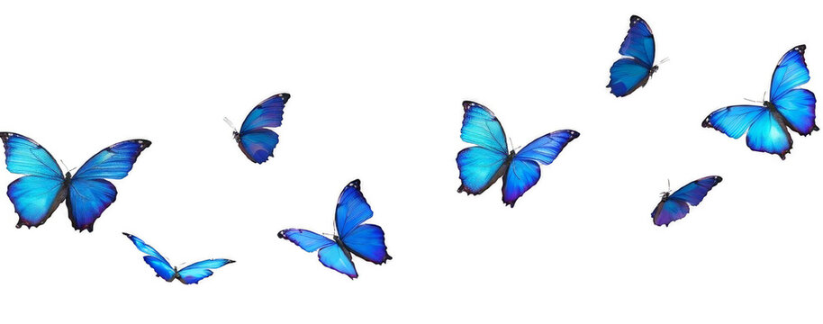 Fototapeta blue flying butterfly png suitable