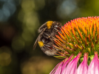 A bumblebee pollinating echinacea flowers