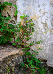 Plant growing from old man made structure