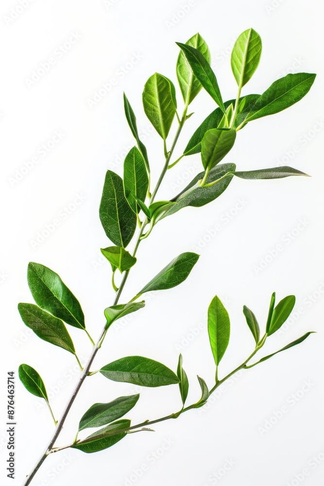Poster a close-up shot of a green leafy stem against a white background, suitable for use in botanical or s