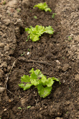 Young lettuce seedlings growing in rich soil, lined up in a garden bed. This image captures the early stages of organic farming, highlighting fresh green leaves and the nurturing process of cultivatin