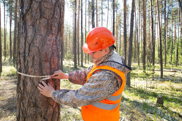 A forest engineer conducts tree research in the forest.