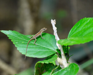 Lizard on a leaf