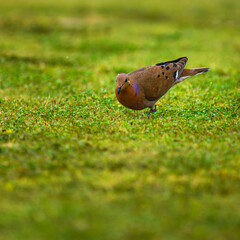 Dove in the grass