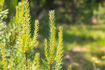 A pine tree grows in the forest.The annual growth of the dormouse.