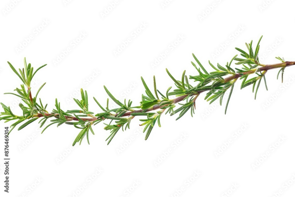 Poster A detailed view of a tree branch with leaves and twigs, suitable for use in illustrations or designs where a natural element is needed