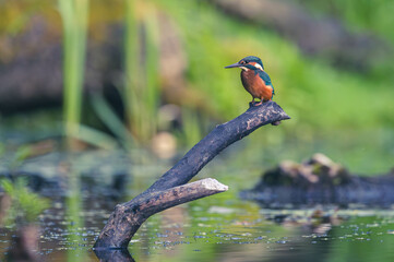 Eisvogel im Moor