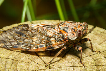 羽化したばかりのニーニーゼミ