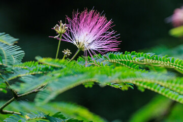 ふわふわとしたネムノキの花