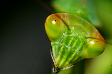 威嚇してくるカマキリのクローズアップ
