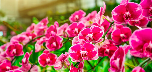 Blooming beautiful orchid flowers in exotic tropical greenhouse, nature and gardening, panoramic view © aapsky