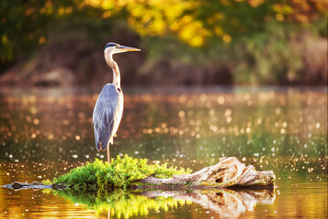 great blue heron in a pond