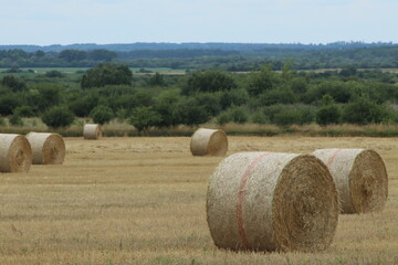 picture of fresh summer haystacks in the field