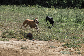 Ivo, the spanish greyhound with friends running and playing in a park