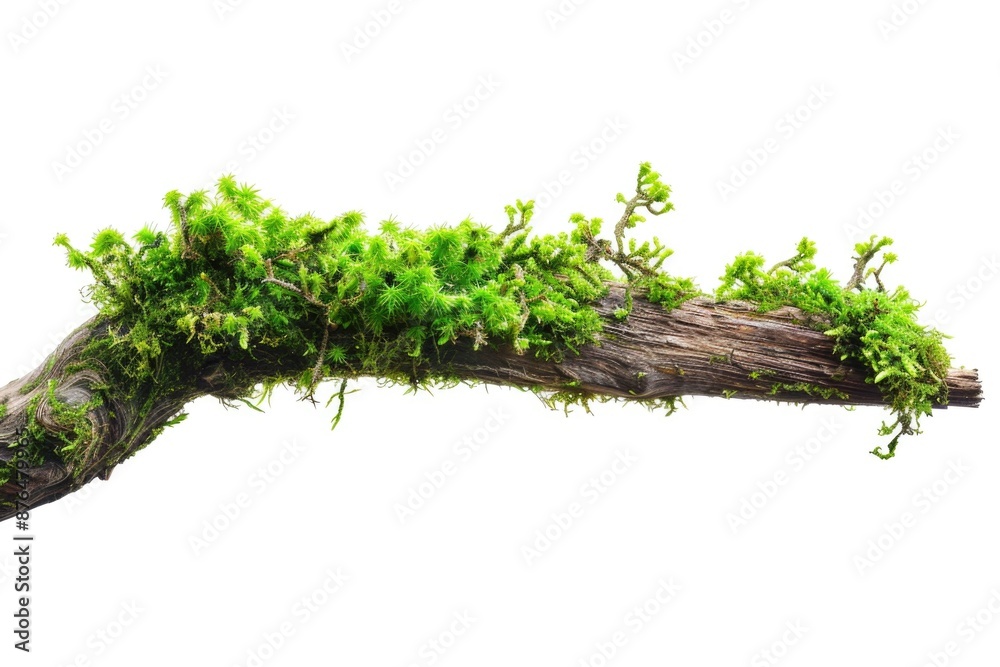 Poster a branch of a tree covered in lush green moss