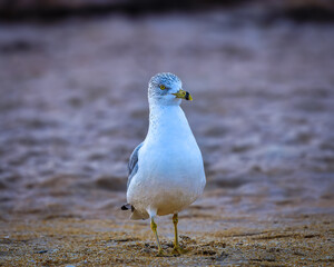 Ring-billed gull on the Florida Coast