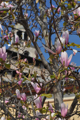 Sweetbay tree scient. name Magnolia