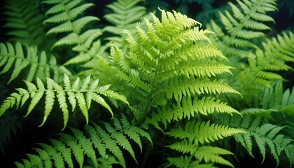 Obraz premium fern leaf in the forest