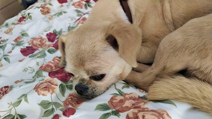 A small, cute dog is cozily sleeping with its paws tucked under its head.