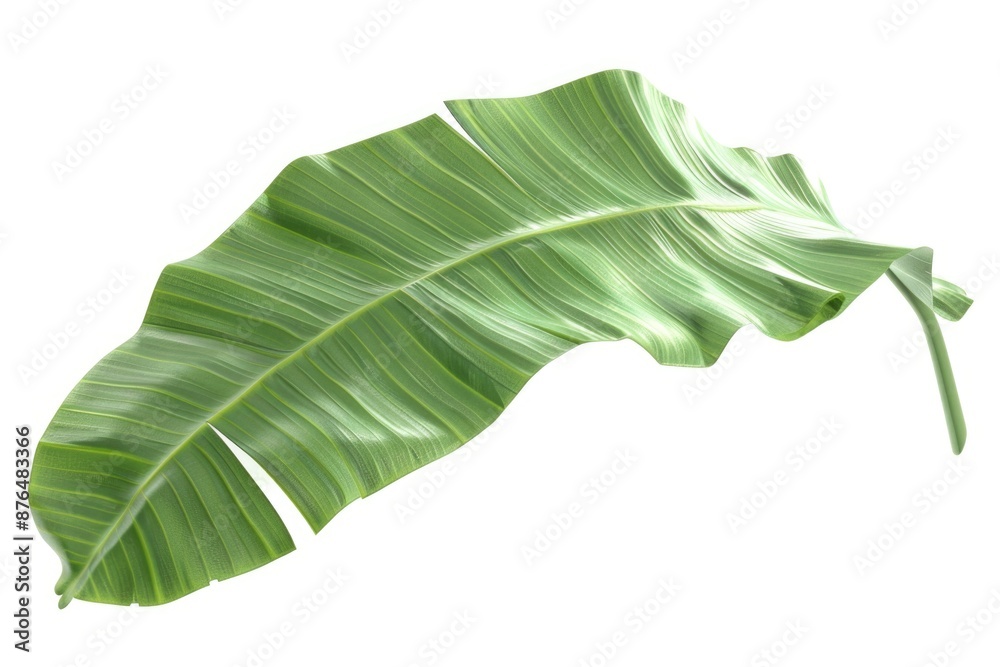 Poster a close-up image of a single leaf on a clean white background, great for botanical or nature-themed 