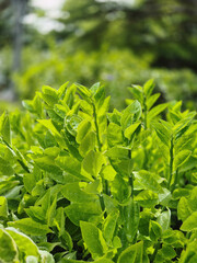 Green leaves with morning sunlight in the garden.