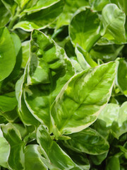 Green leaves with morning sunlight in the garden.