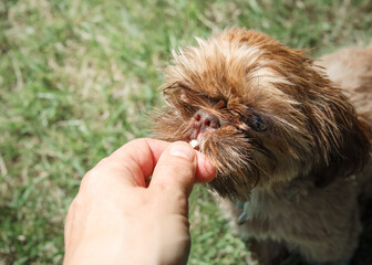 Puppy dog eating treat from owners hand. Cute tiny fluffy dog in obedience training in park. Puppy training. 4 months old, female Shih Tzu, red or brown. Teacup or lap dog. Selective focus.