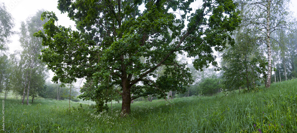 Poster a large oak tree stands in a grassy field. the sky is foggy and the grass is lush and green.