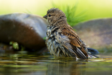 House Sparrow, female while bathing. Czechia. 