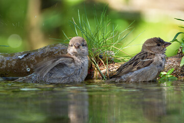Two young sparrows are bathing. They spray water. Czechia. 