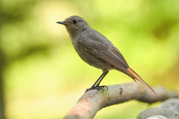 Young black redstart - Phoenicurus ochruros on a stick. Czechia.