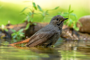 : Young black redstart - Phoenicurus ochruros while bathing. Czechia.