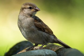 Fototapeta premium Young house sparrow stands on a stone. Portrait. Czechia.
