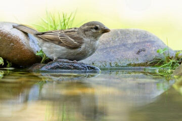  Young Sparrow on a stone at a bird water hole. Czechia. 