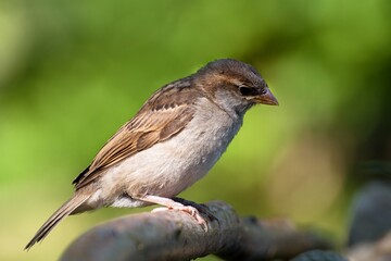 Young sparrow sits on a stick. Czechia. 