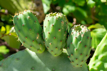 Green indian figs in the process of development in the form of bunches clinging to their broad leaves.