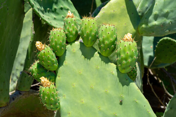 Green indian figs in the process of development in the form of bunches clinging to their broad...