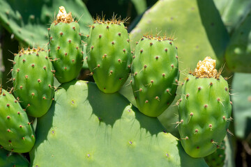 Green indian figs in the process of development in the form of bunches clinging to their broad leaves.