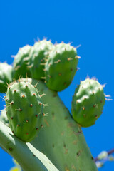 Green indian figs in the process of development in the form of bunches clinging to their broad leaves.