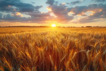 Golden Hour Wheat Field. Generative AI