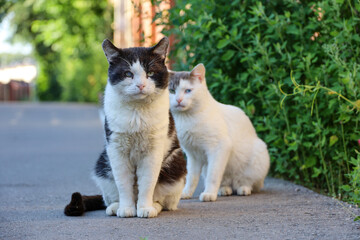 Two stray cats on a street. Cat with sore eye in the foreground