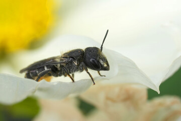 Closeup on a European large-headed resin bee, Heriades truncorum on a white flower in the garden