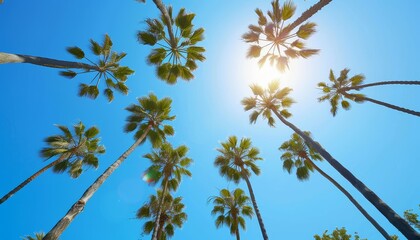 Fototapeta premium Low Angle View of Towering Palm Trees Against a Bright Blue Sky