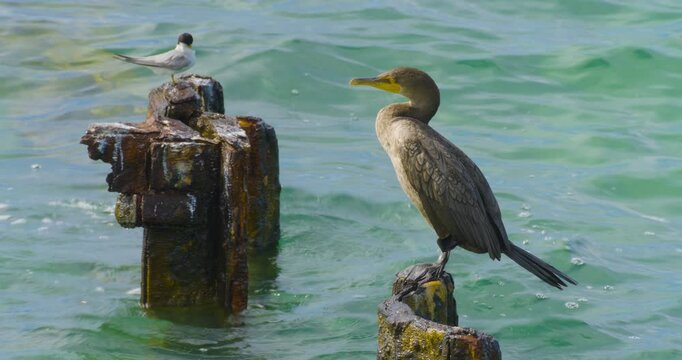 Cormorant and Tern Sitting on Wooden Piling in Key West, Florida, USA