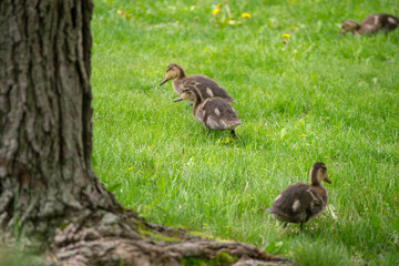 Mallard Ducklings forage among the green grass